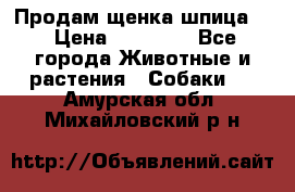 Продам щенка шпица.  › Цена ­ 15 000 - Все города Животные и растения » Собаки   . Амурская обл.,Михайловский р-н